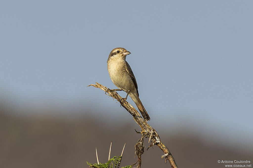 Isabelline Shrike female adult