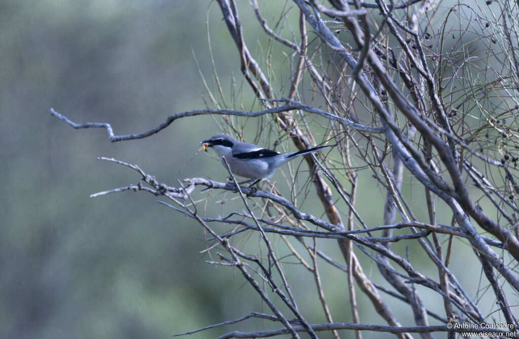 Iberian Grey Shrikeadult