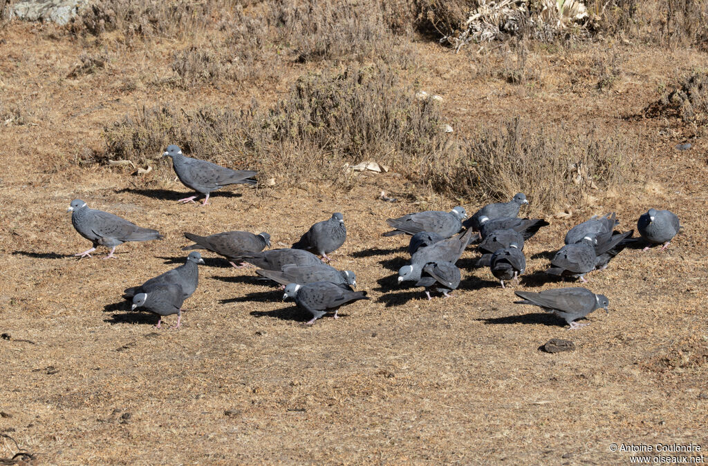 White-collared Pigeonadult, eats