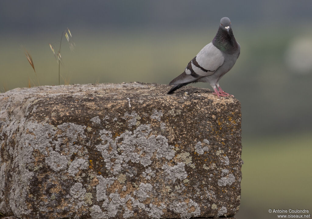 Rock Doveadult