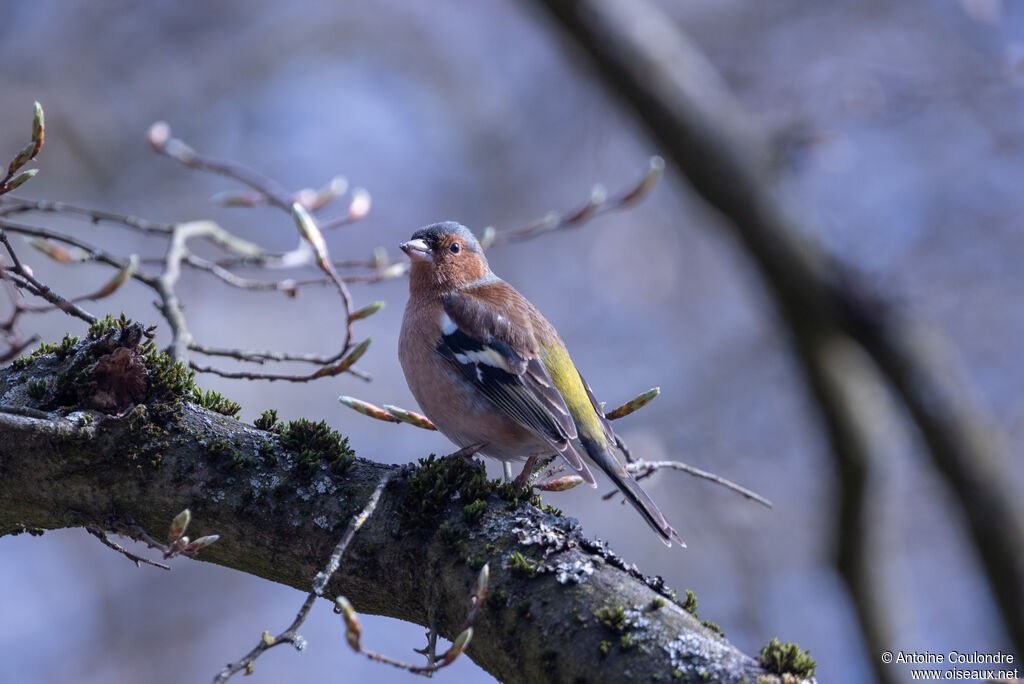 Eurasian Chaffinch male adult