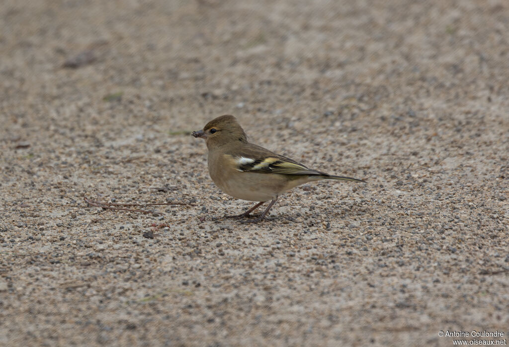Eurasian Chaffinch female adult