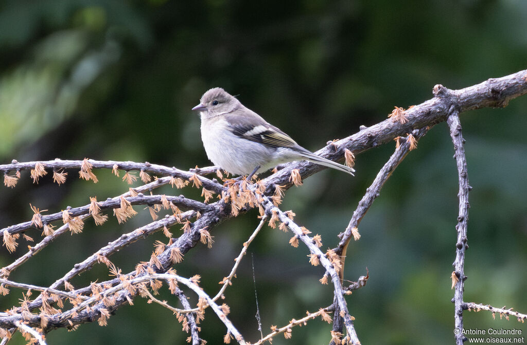 Eurasian Chaffinch female adult