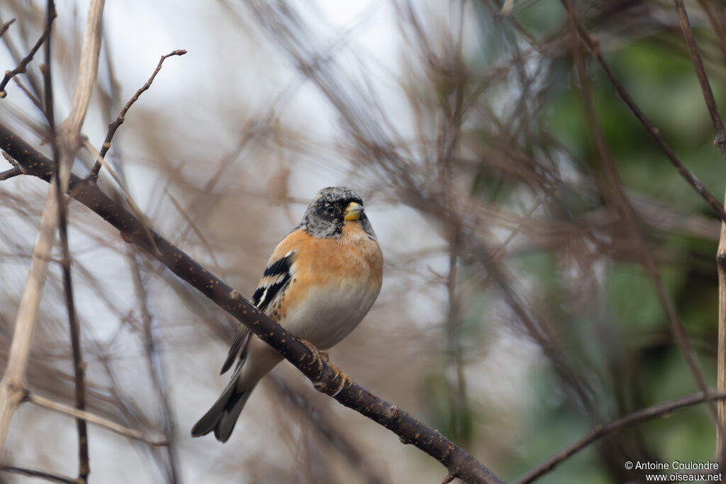 Pinson du Nord mâle adulte internuptial