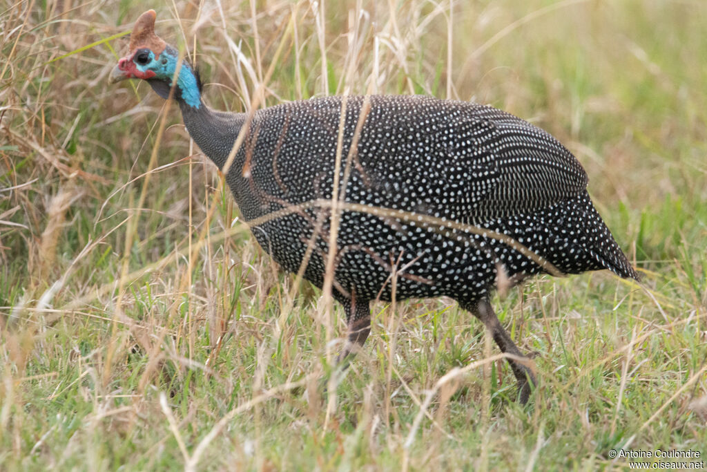 Helmeted Guineafowladult