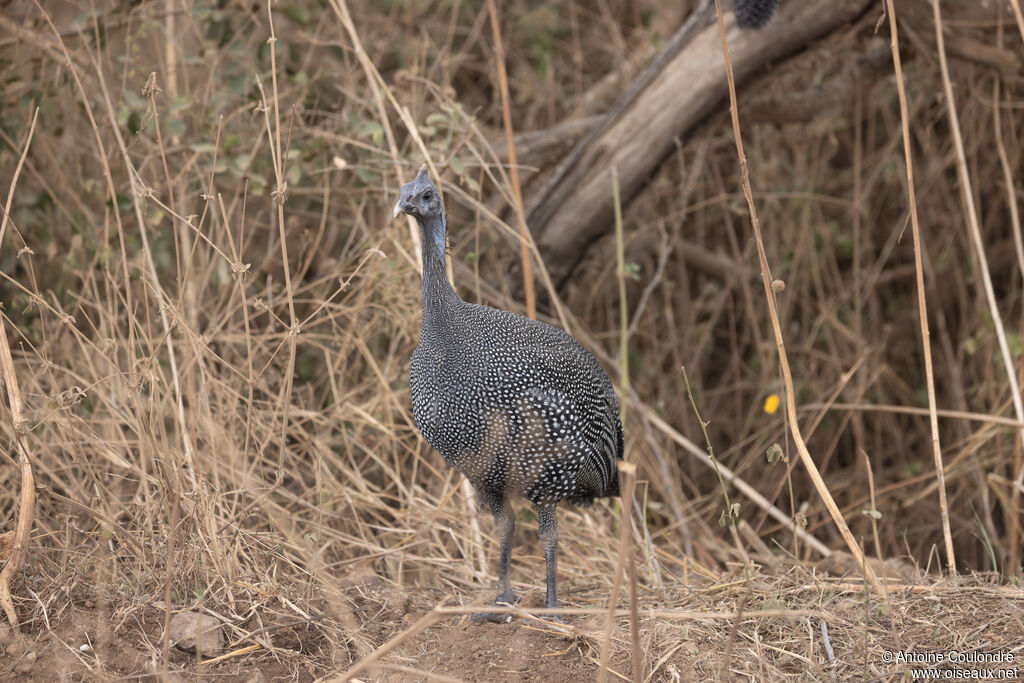 Helmeted Guineafowljuvenile