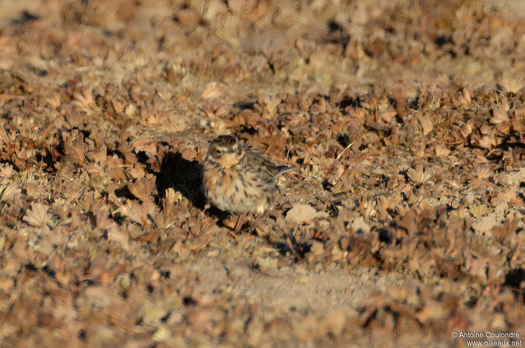 Pipit à gorge rousseadulte