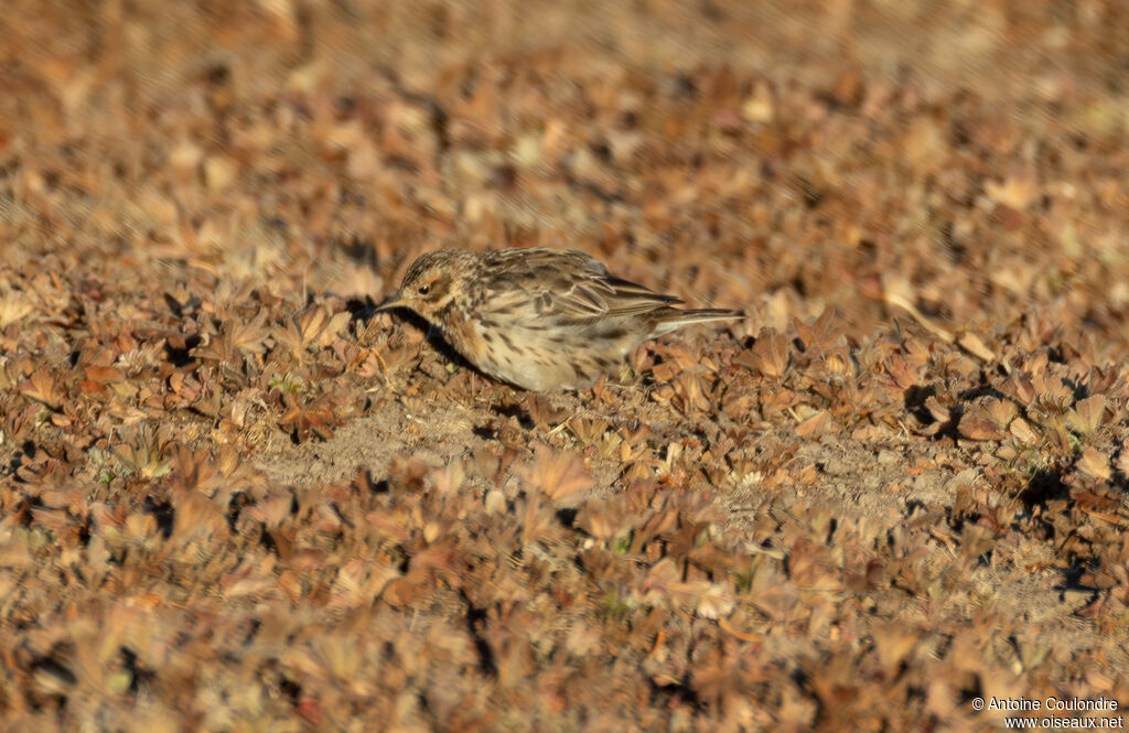 Red-throated Pipitadult