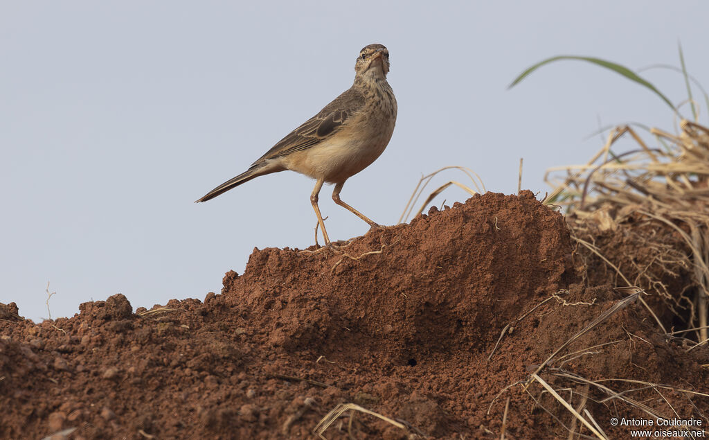 Pipit africainadulte