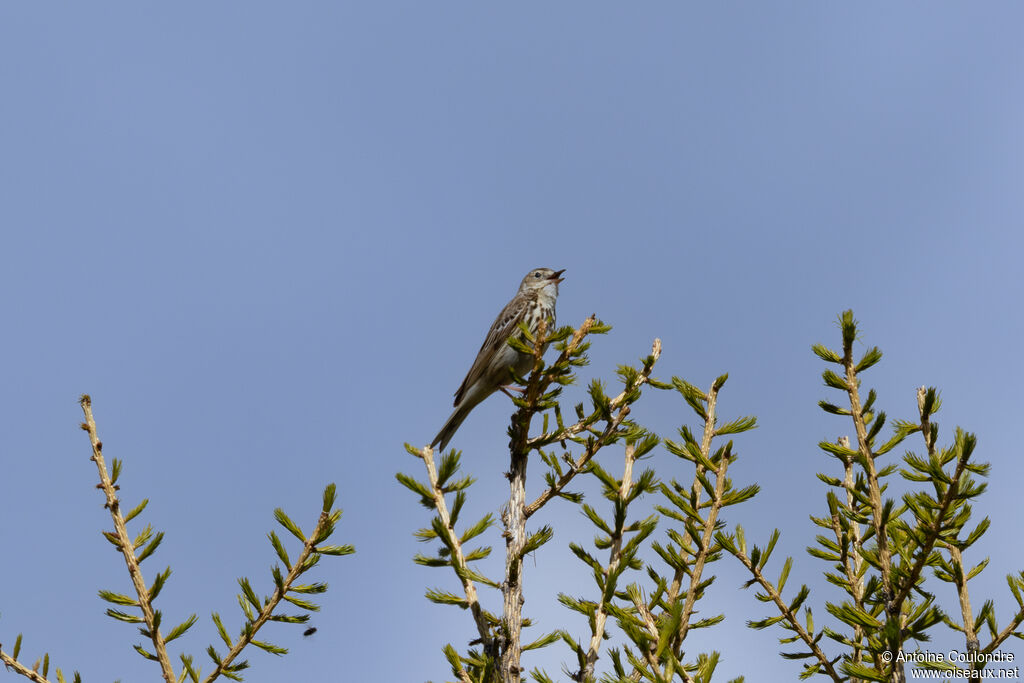 Pipit des arbres mâle adulte nuptial, parade
