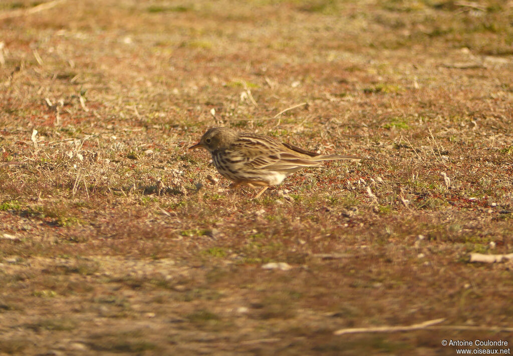 Pipit farlouseadulte, mange
