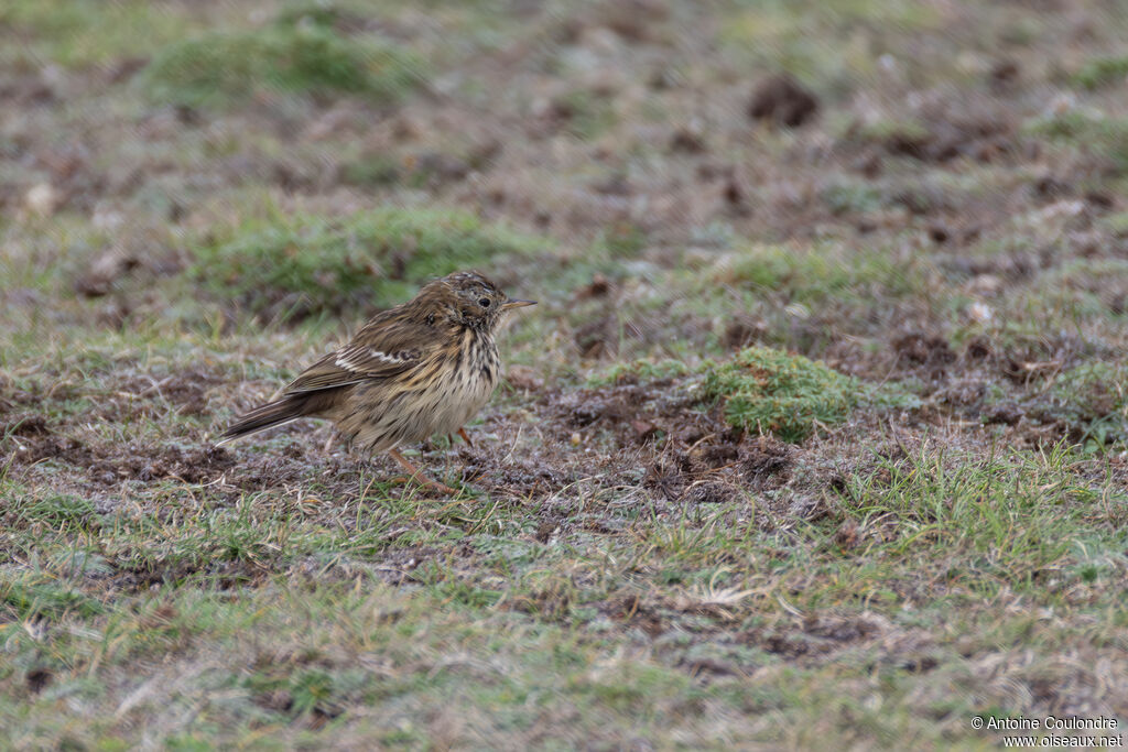 Pipit farlouseadulte