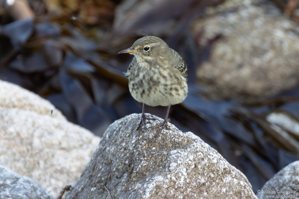 Pipit maritimeadulte