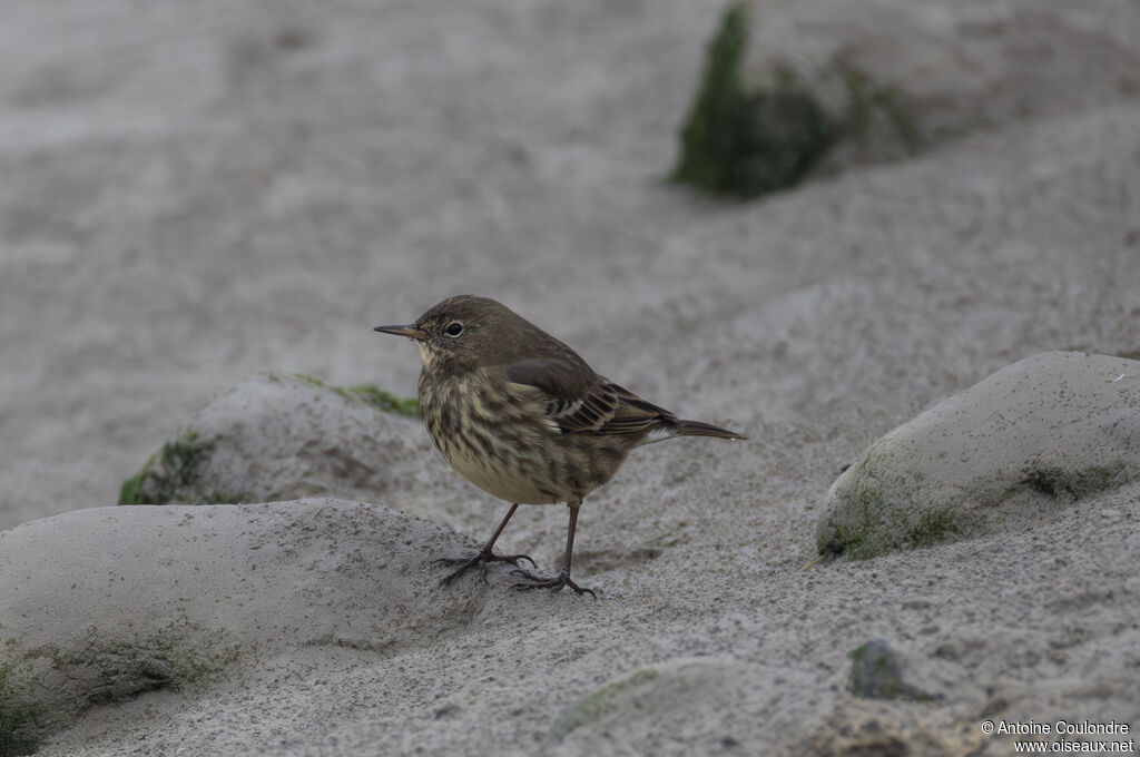 Pipit maritimeadulte internuptial