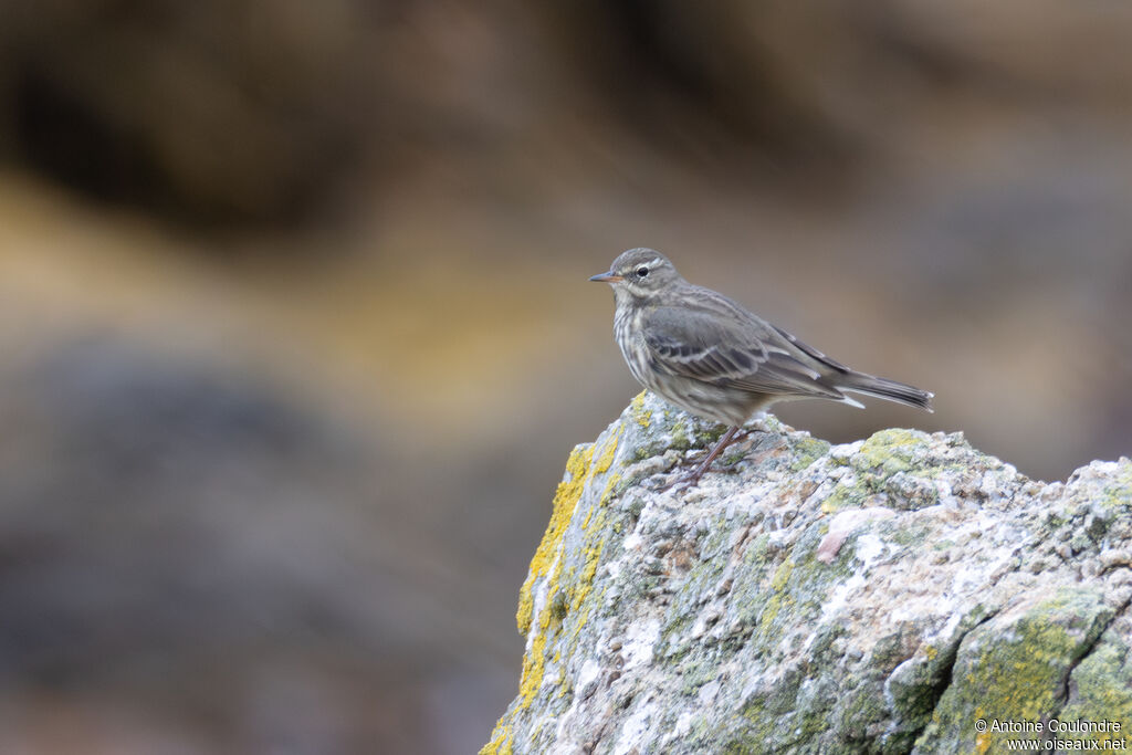 Pipit maritime