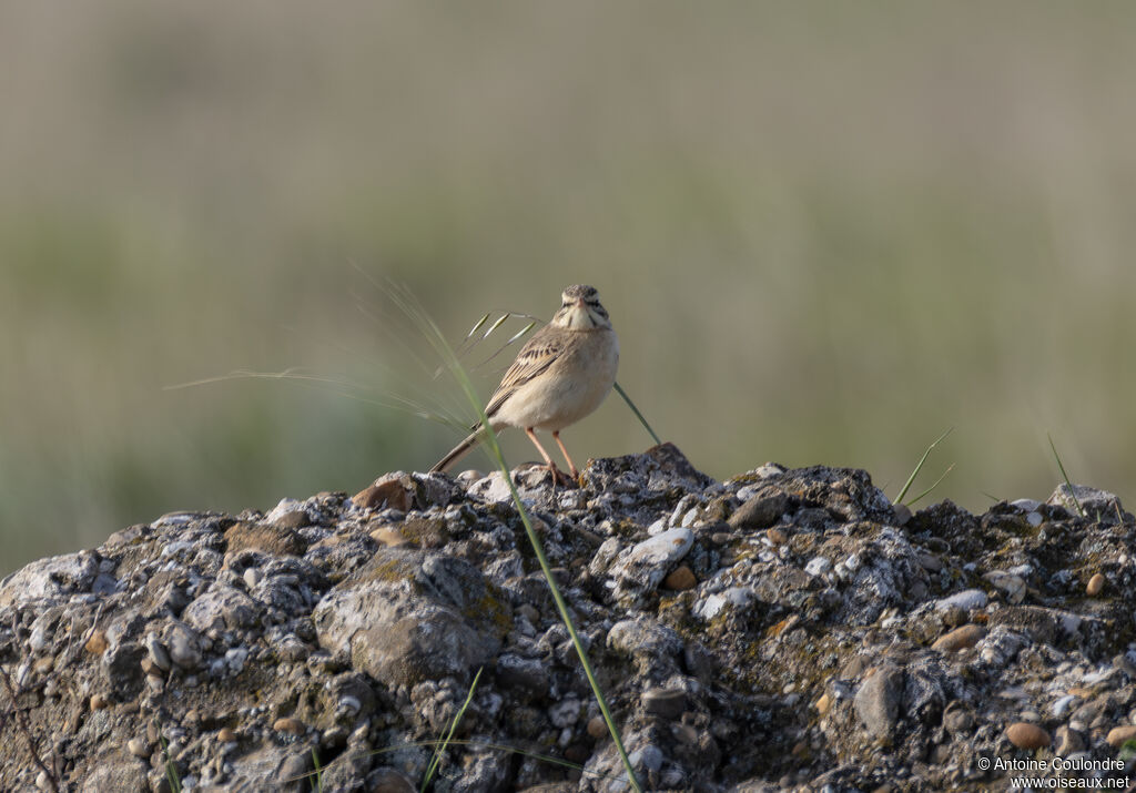 Pipit rousselineadulte nuptial