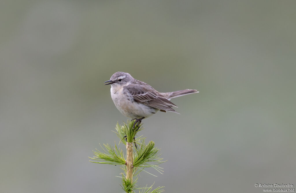 Pipit spioncelle mâle adulte nuptial, chant