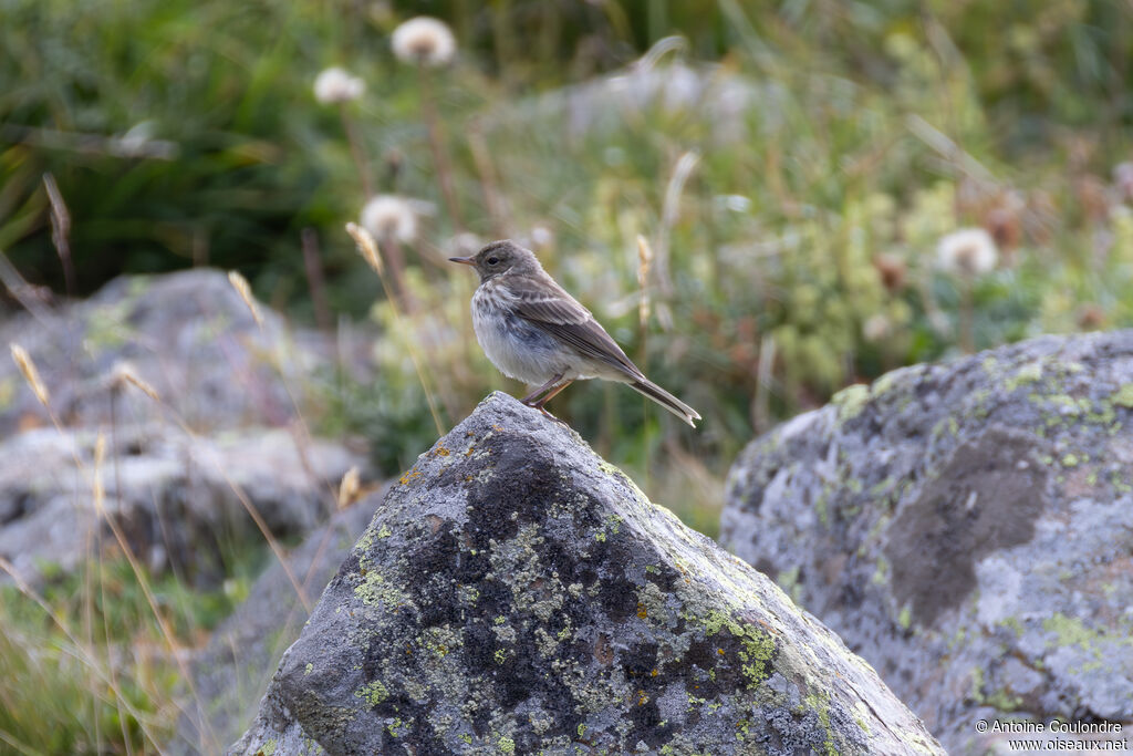 Pipit spioncelleadulte transition