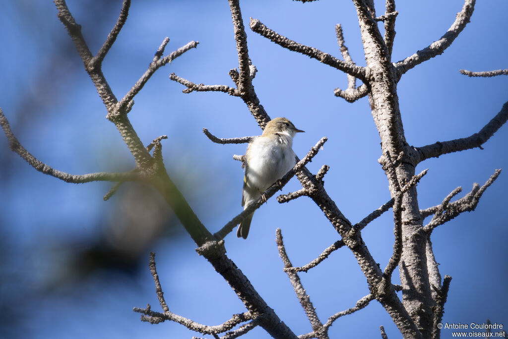 Pouillot de Bonelli mâle adulte nuptial