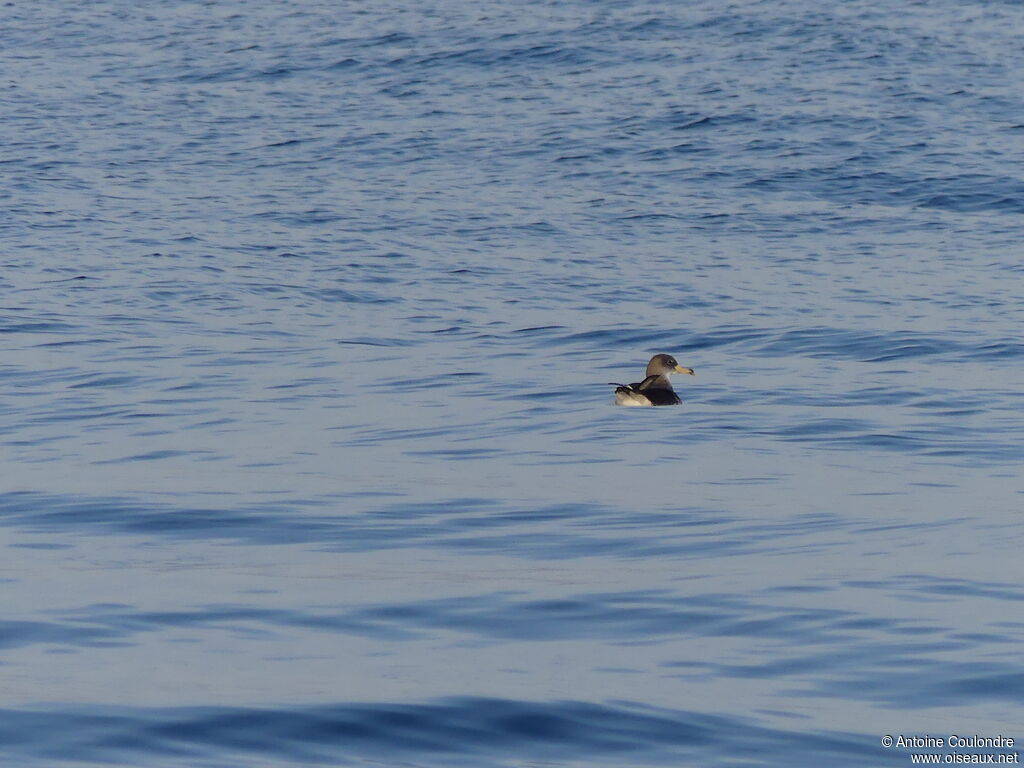 Scopoli's Shearwateradult