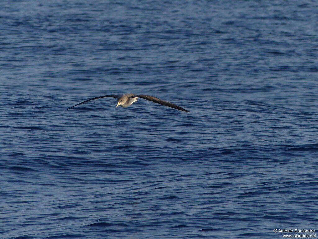 Scopoli's Shearwateradult, Flight