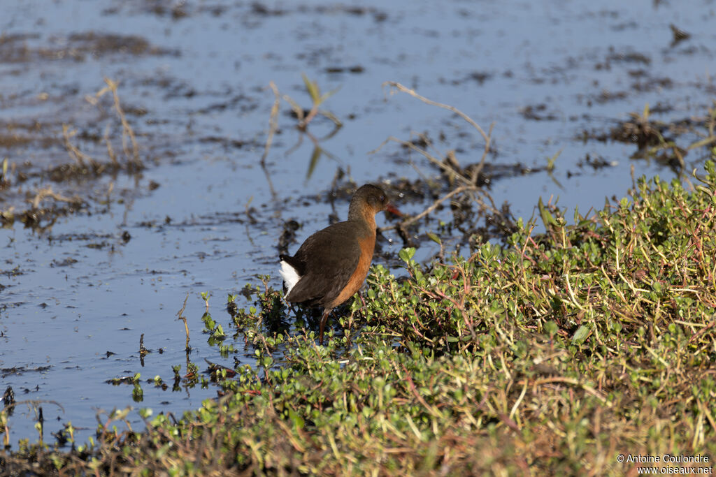 Rouget's Railadult, walking