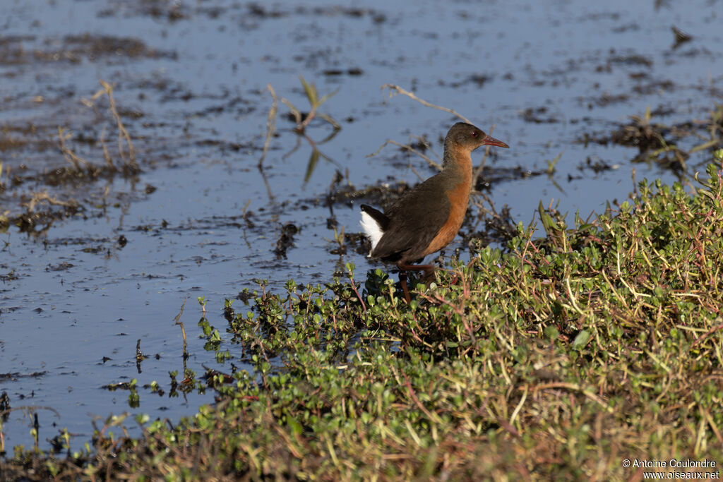 Rouget's Railadult, walking