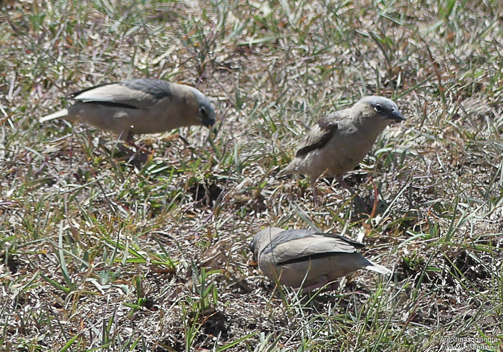 Républicain d'Arnaud