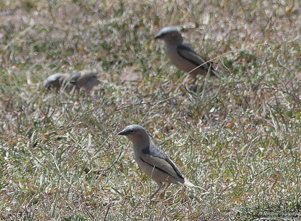 Républicain d'Arnaud
