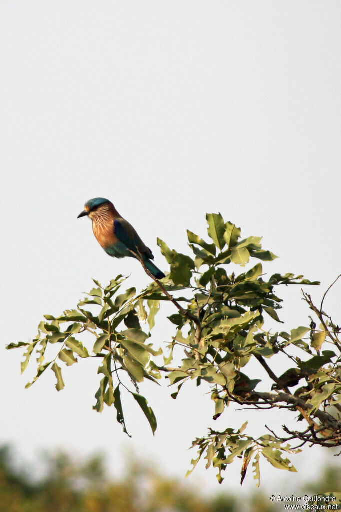 Rollier indienadulte