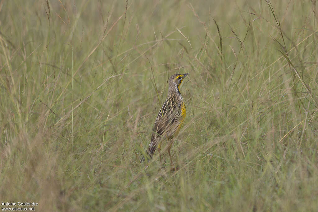 Yellow-throated Longclawadult, habitat