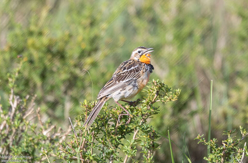Pangani Longclawadult, habitat, song