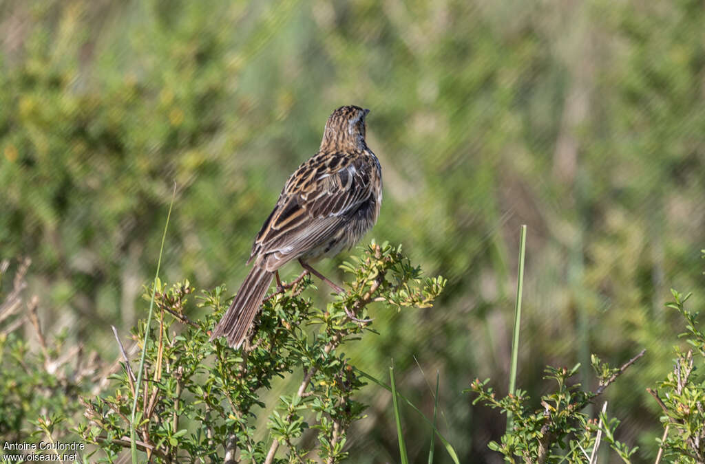 Pangani Longclawadult, habitat