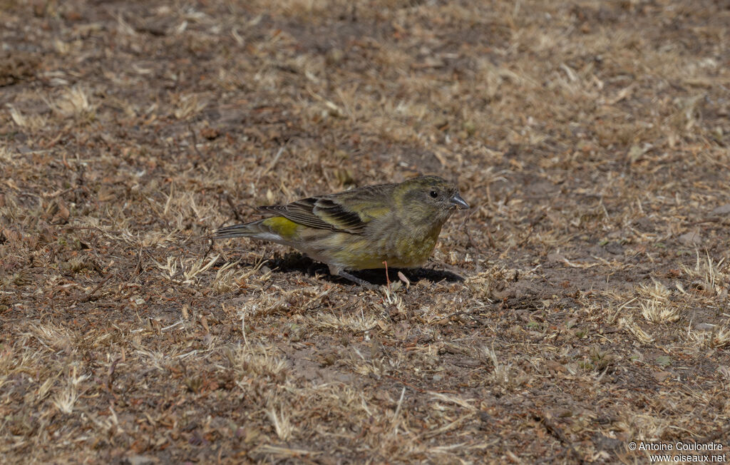 Serin à tête noire femelle adulte