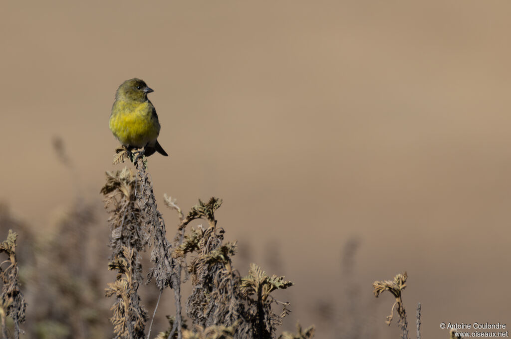 Serin à tête noire femelle adulte