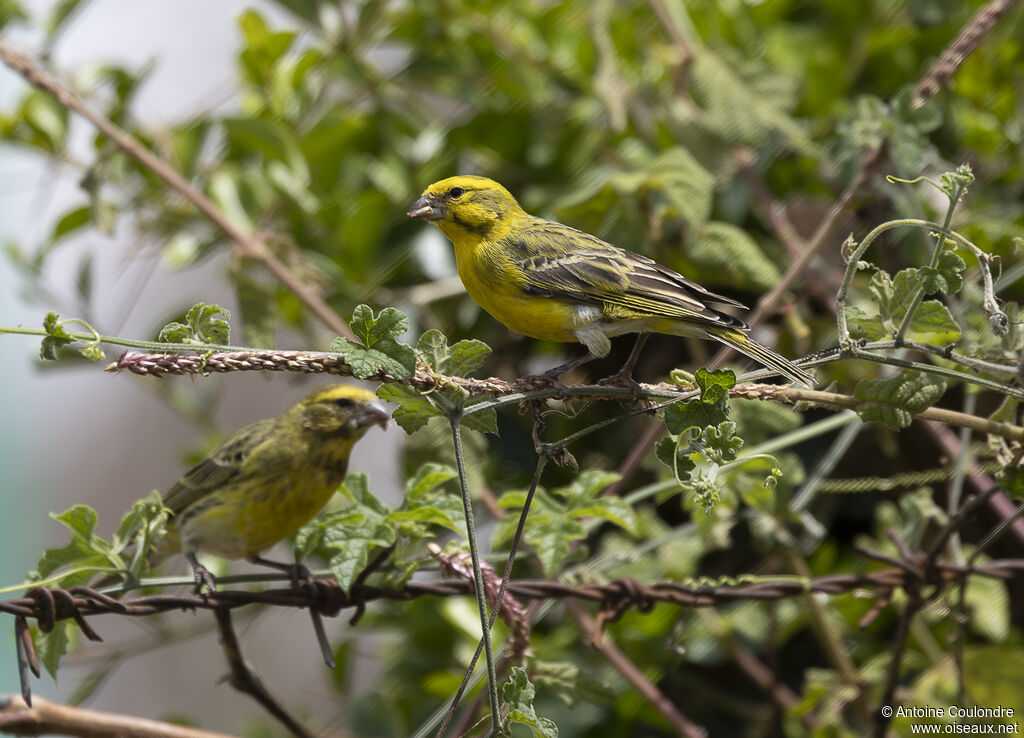 Serin à ventre blanc mâle adulte
