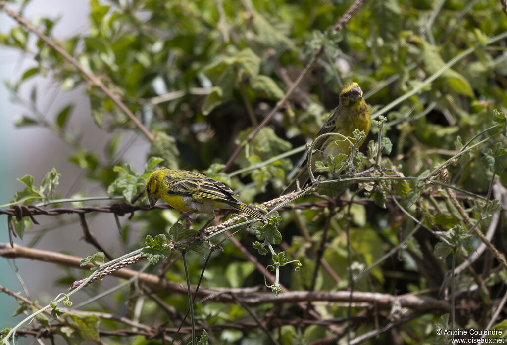 Serin à ventre blanc mâle adulte