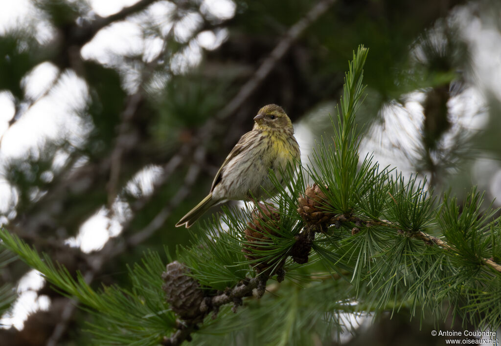 Serin cini femelle adulte nuptial