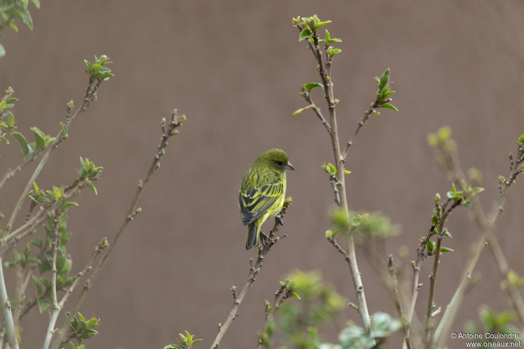 Serin d'Abyssinie femelle adulte