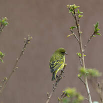 Serin d'Abyssinie