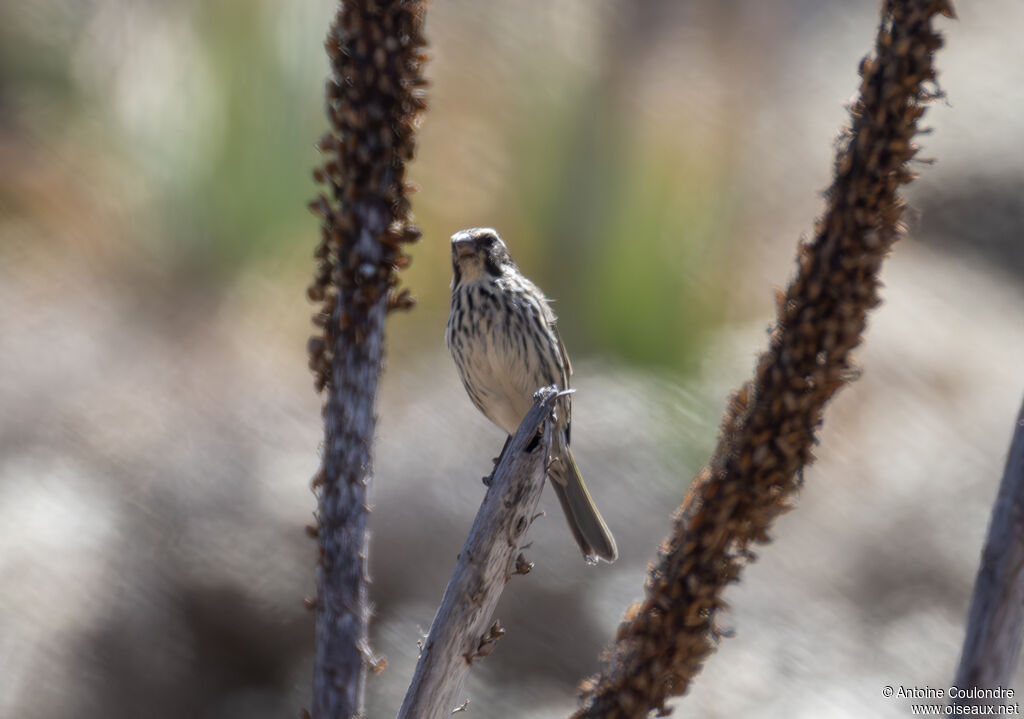 Streaky Seedeateradult