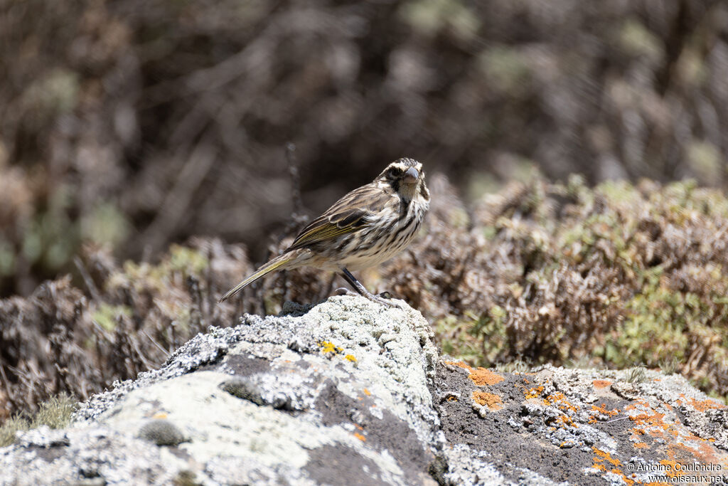 Streaky Seedeateradult