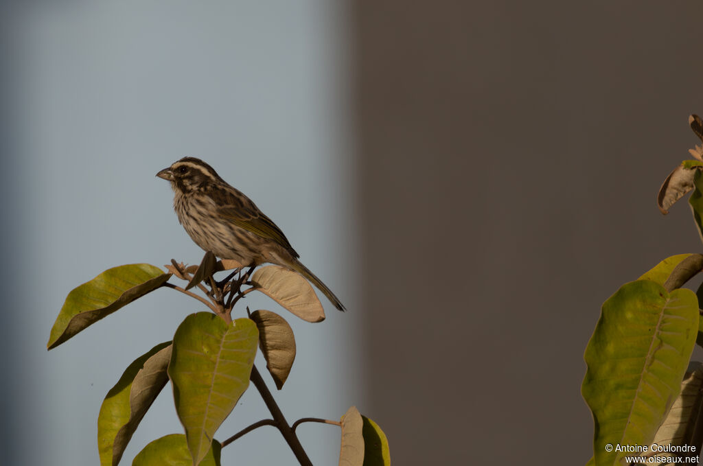 Streaky Seedeater