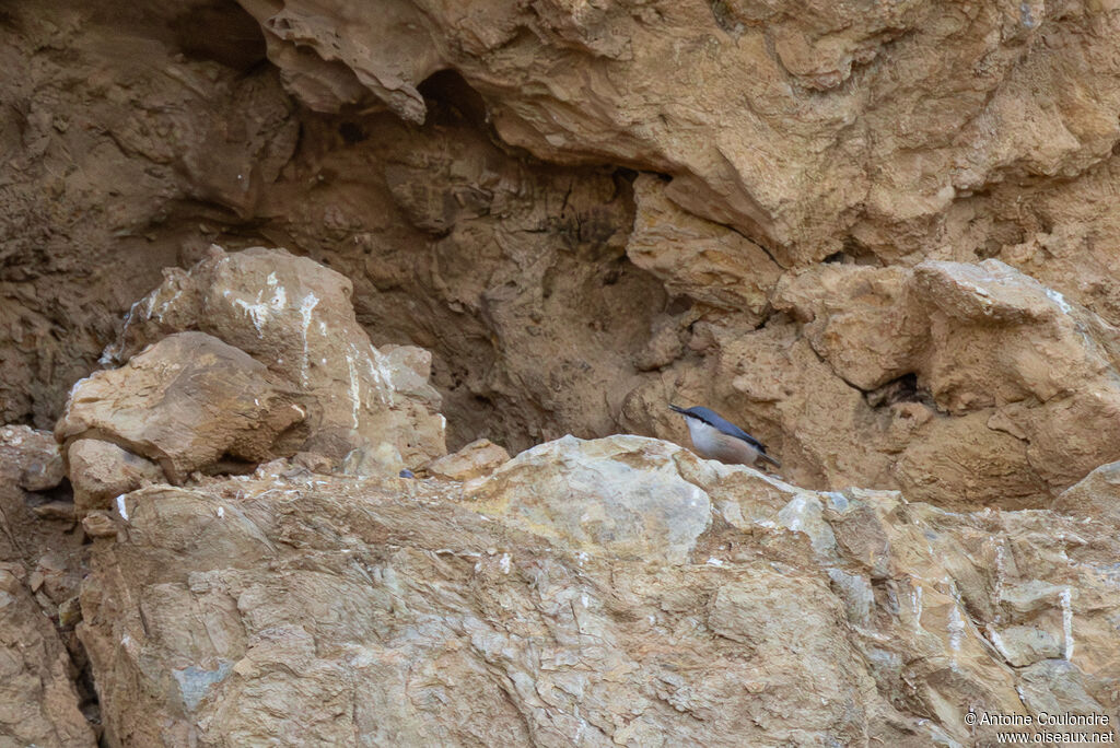 Sittelle de Neumayer