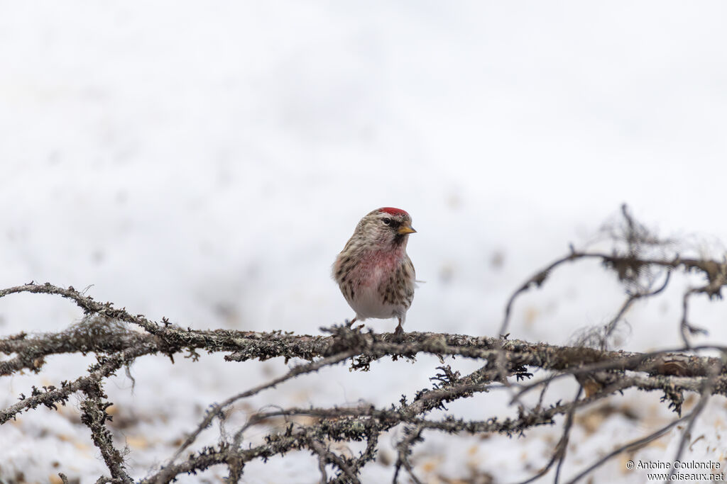 Redpoll male adult breeding