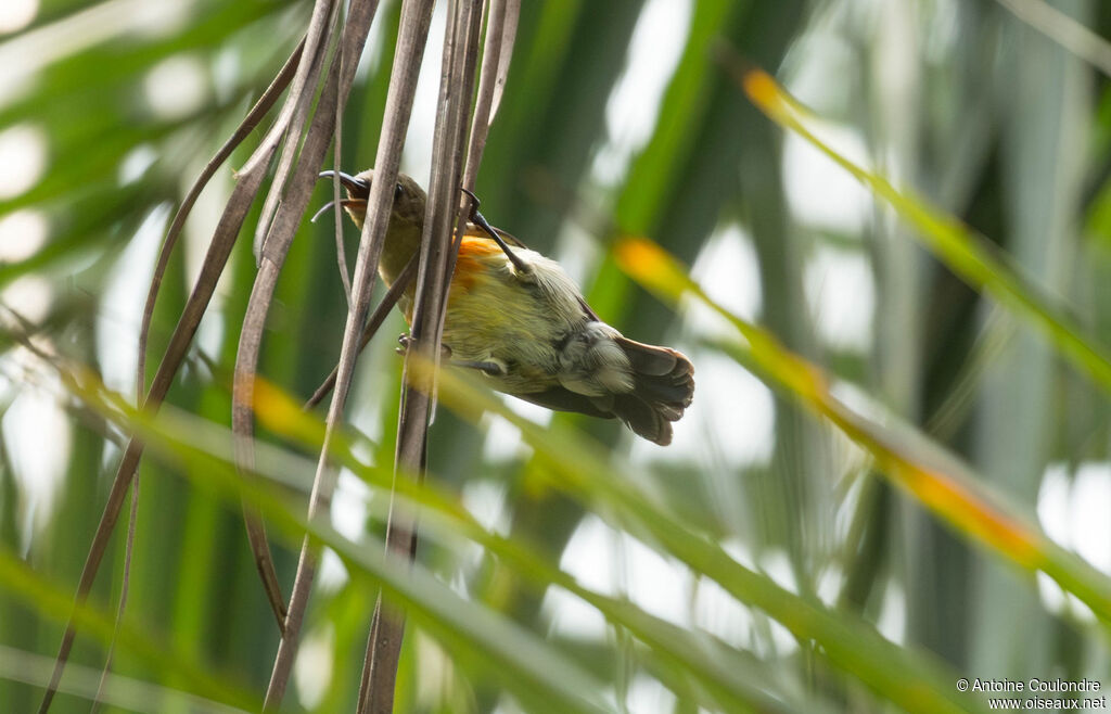 Souimanga à ventre olive femelle adulte