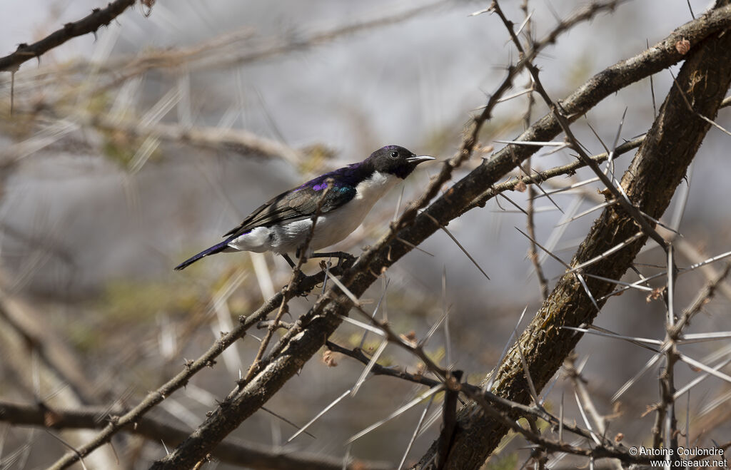Eastern Violet-backed Sunbird male adult