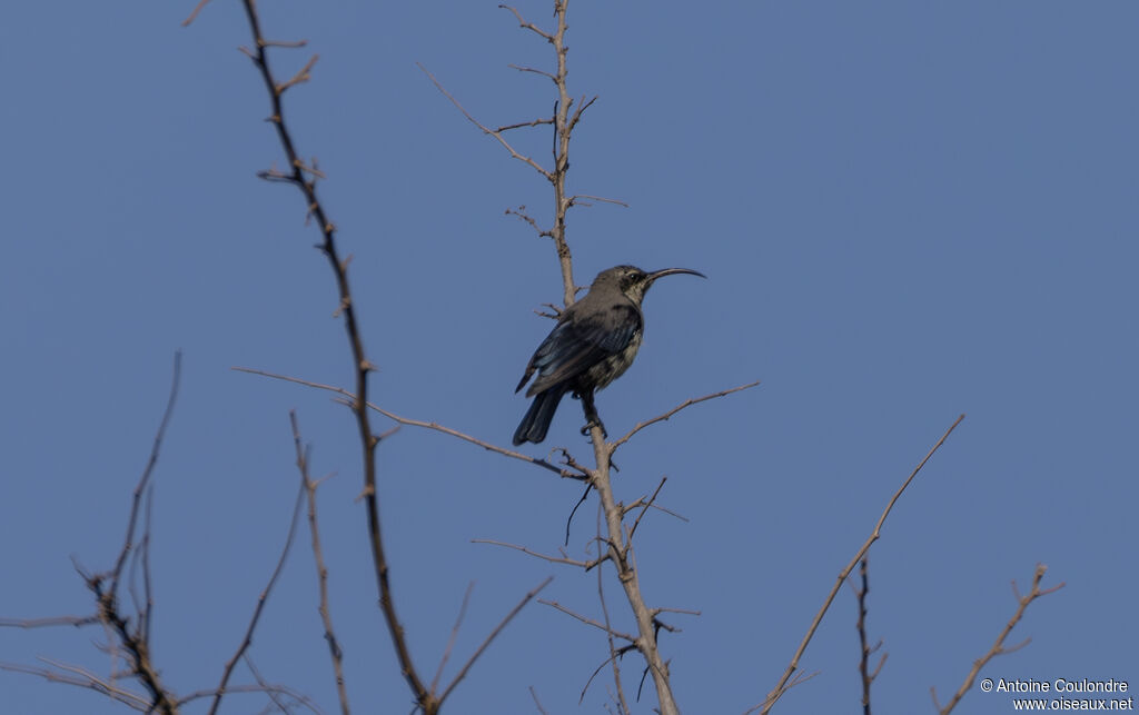 Tacazze Sunbird male adult