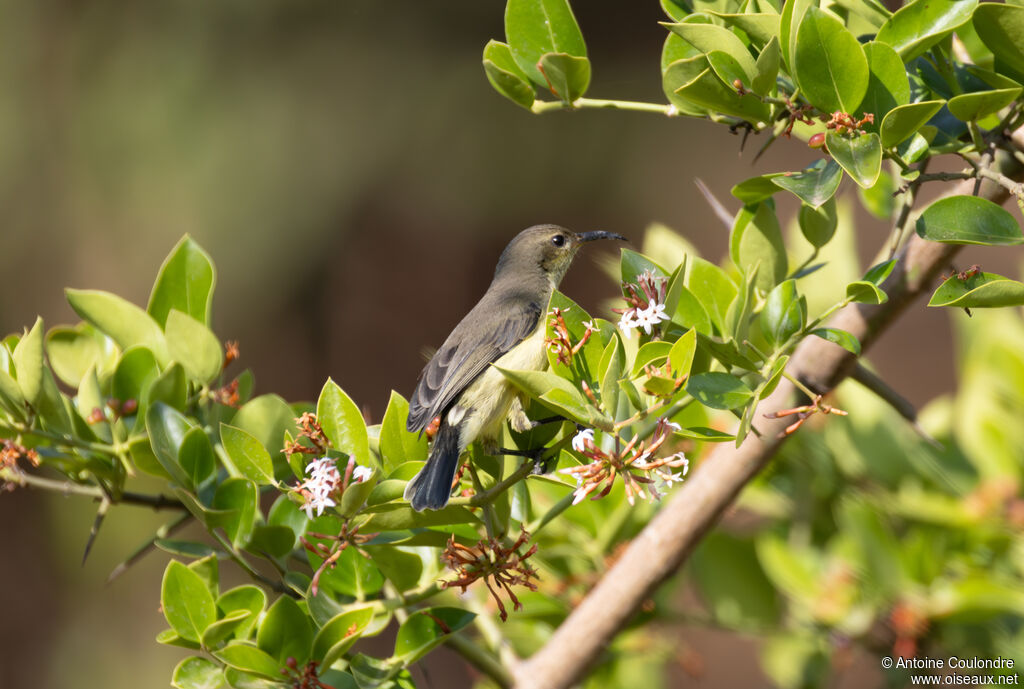 Tacazze Sunbird female adult