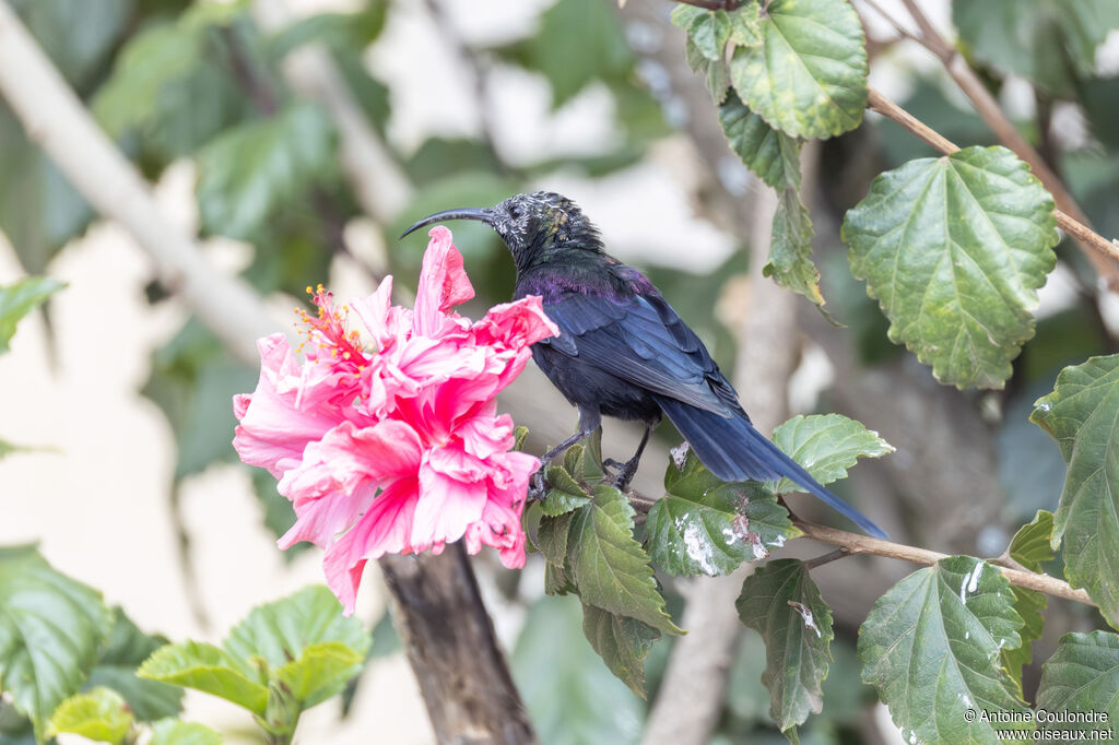 Tacazze Sunbird male adult